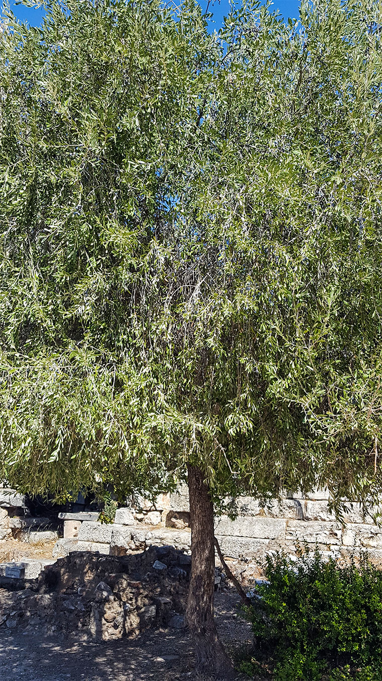 Kalamata olive trees at the Ancient Agora in Athens, Greece