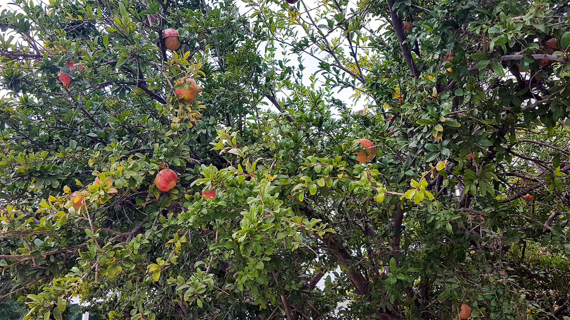 pomegranate trees on the Greek island of Sfinos