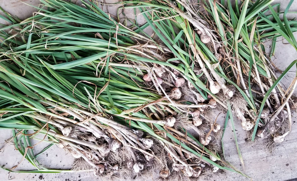 garlic picked fresh from a garden