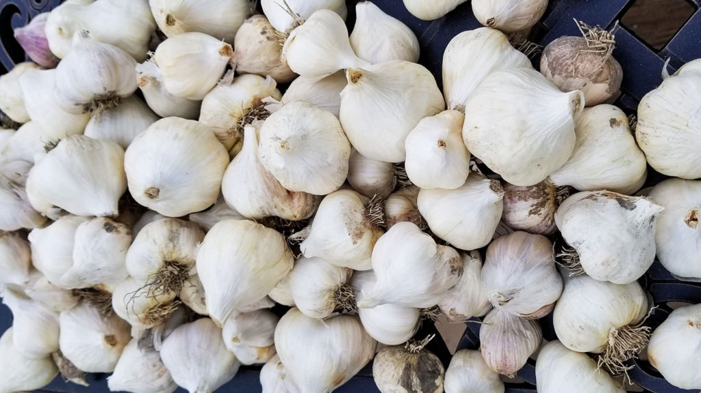 dried garlic bulbs