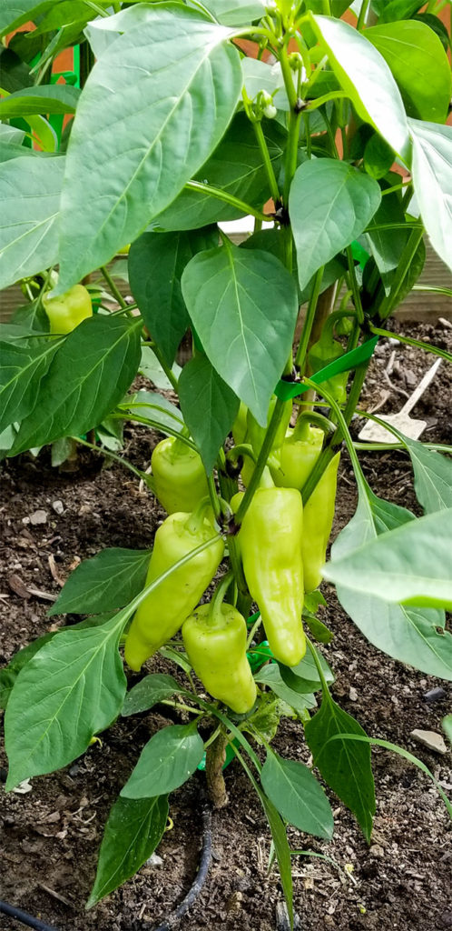 peppers growing in a garden