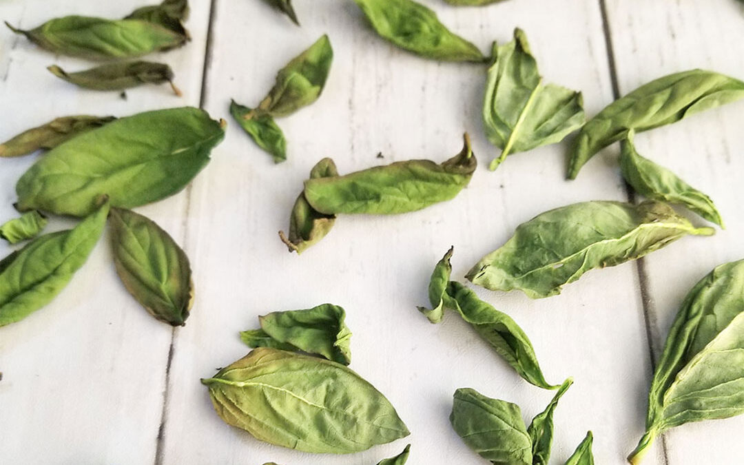 How To Dry Basil